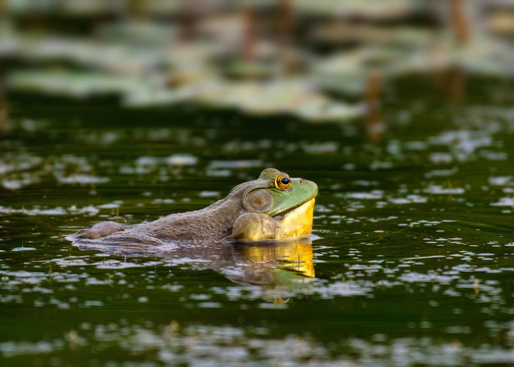 bullfrog tadpole stages