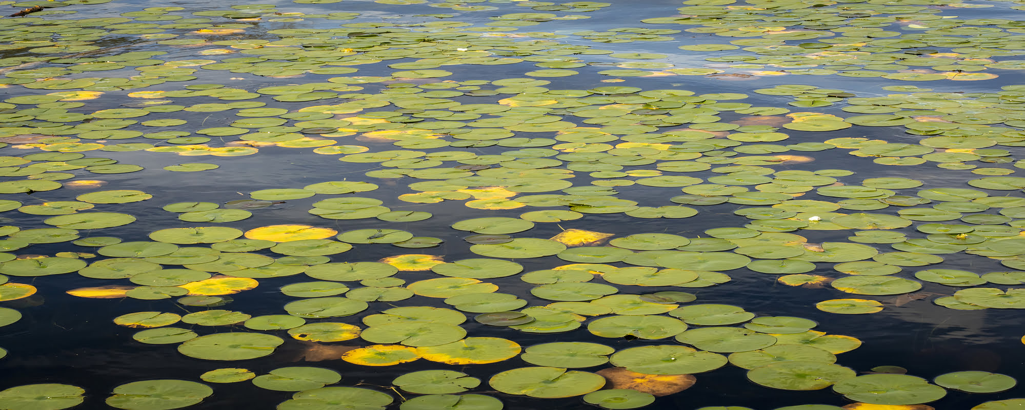 high angle shot pond full lotus