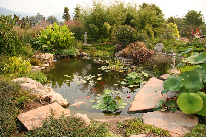 Pond Plants 101: A Guide to Water Gardening