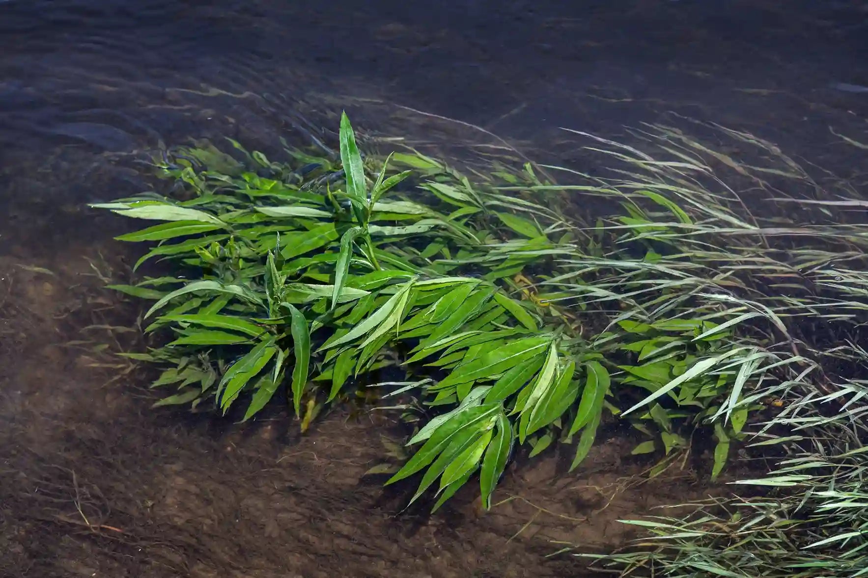 American Pondweed Control