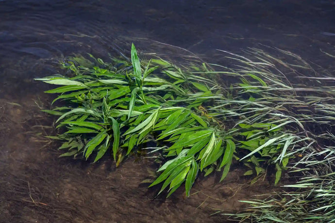 American Pondweed Control: How to Manage Growth Without Harming Your Pond