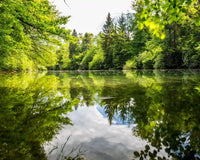 Beneficial Bacteria For Ponds