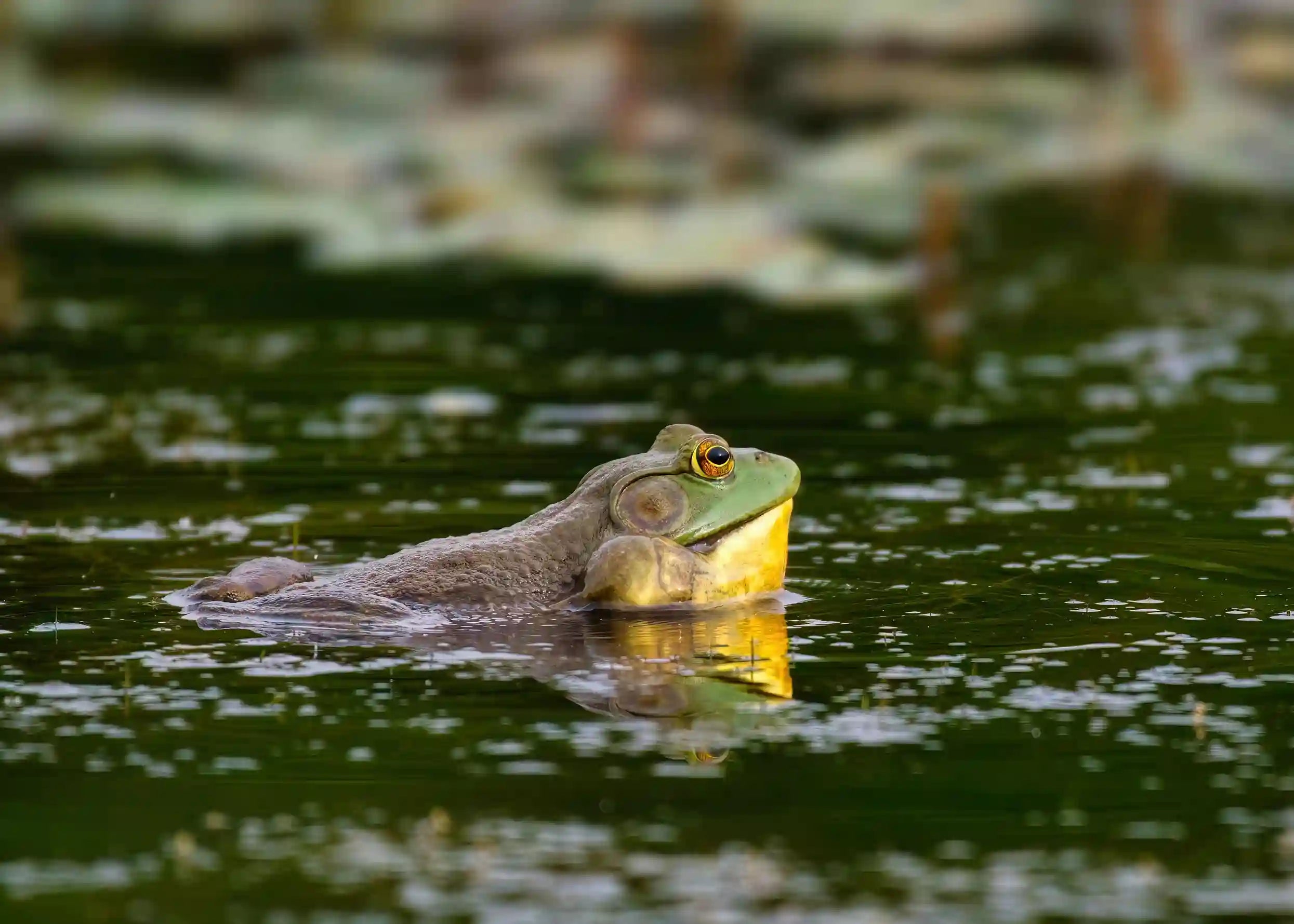 Bullfrog Tadpole Stages