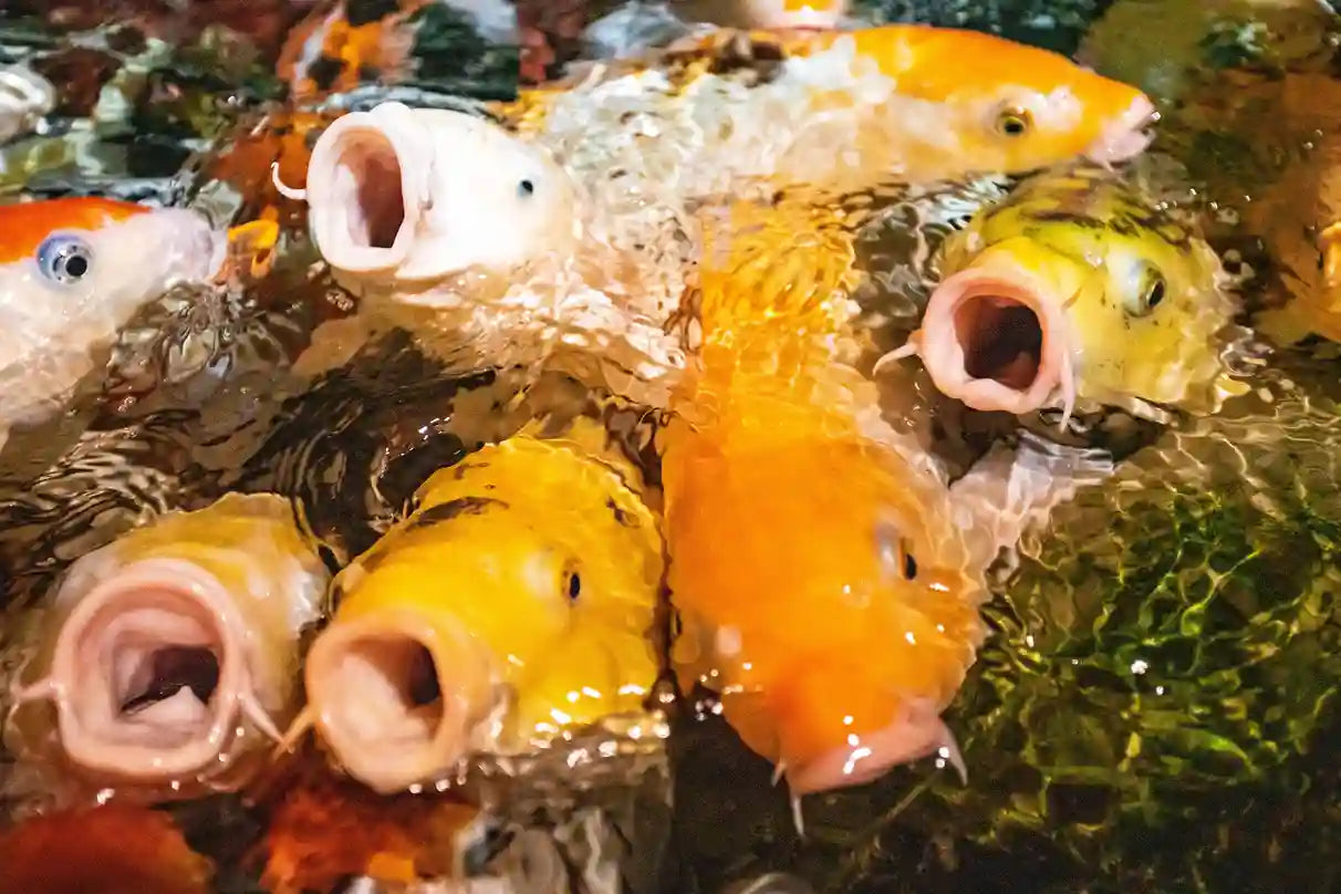 Do koi fish have teeth