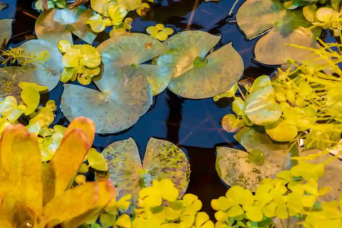 How Do You Kill Lily Pads Without Harming Fish