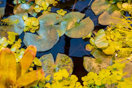 How Do You Kill Lily Pads Without Harming Fish