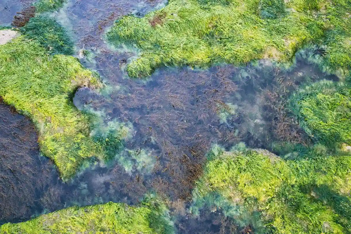 How to Get Rid of Pond Algae Without Killing Fish