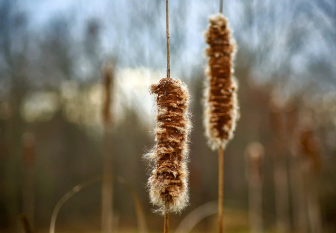 How to Kill Cattails