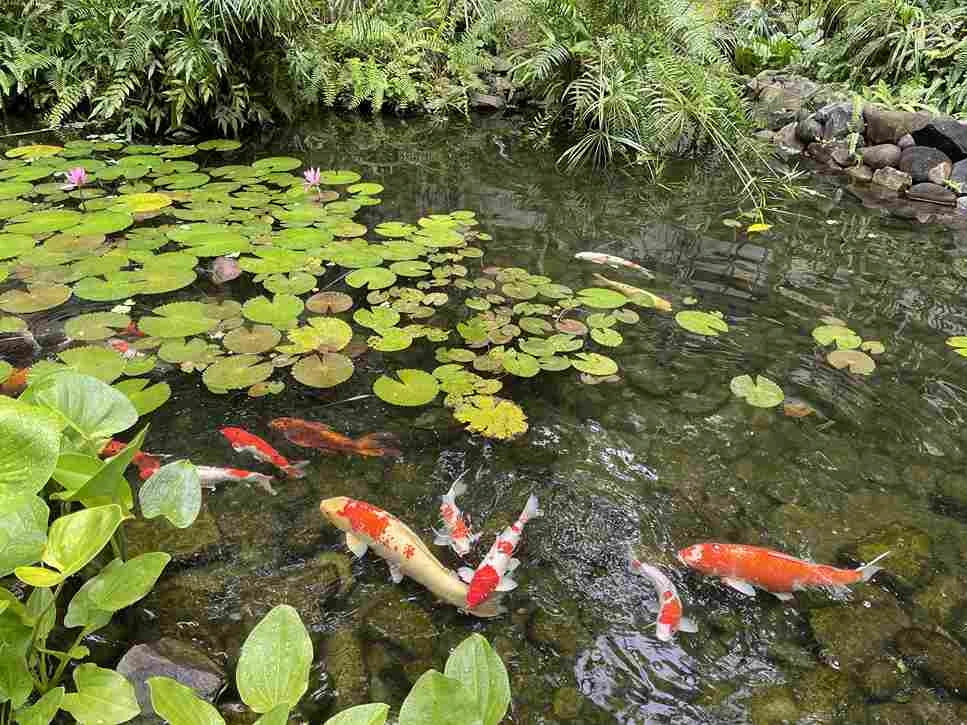 Tips to Maintain your Koi Pond