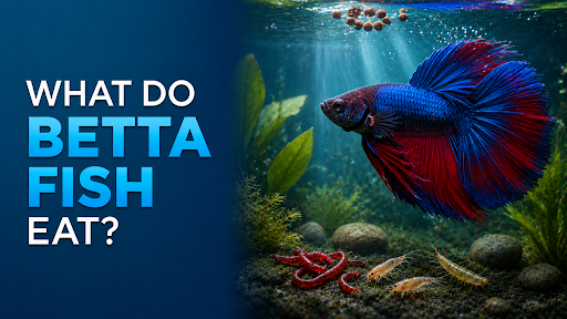 What Do Betta Fish Eat