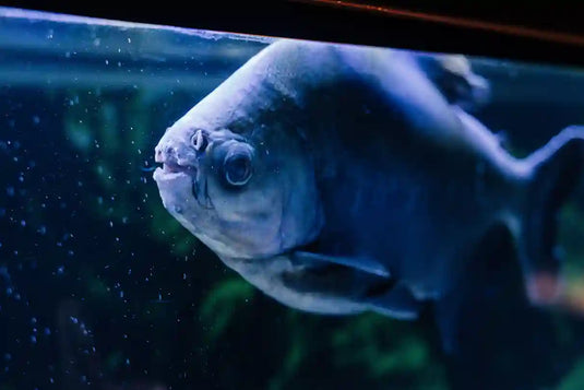 What is Dropsy in Fish