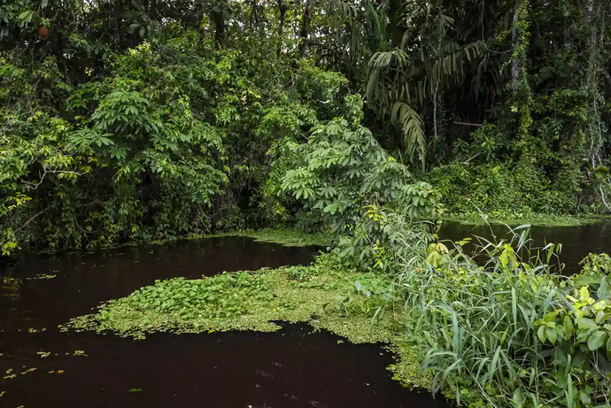 What is Pond Scum? How to Get Rid of It from Your Pond
