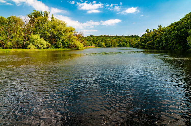 How to Get Rid of Leeches in a Lake