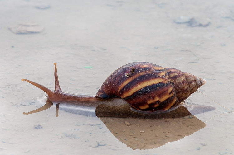 Identifying Good and Bad Pond Snails