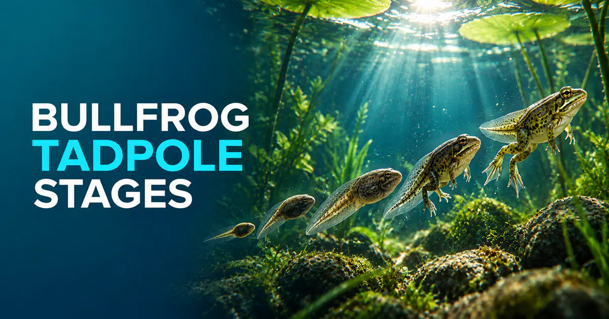 Bullfrog Tadpole Stages featured image