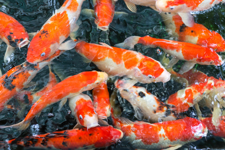  Choosing Fish for Your Pond 