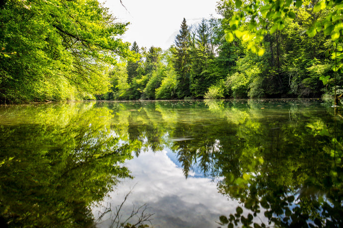 Beneficial Bacteria For Ponds: Everything You Need to Know