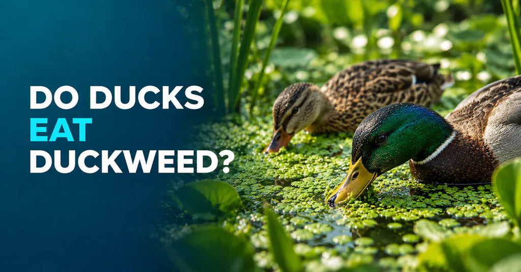 Do Ducks Eat Duckweed in Ponds featured image