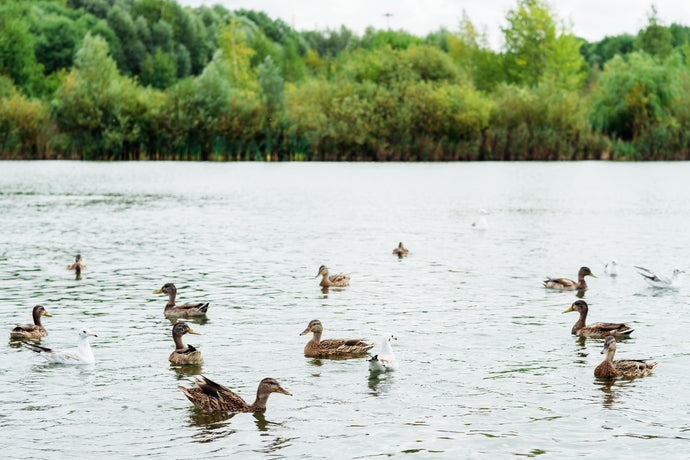 Complete Guide to Duck Ponds