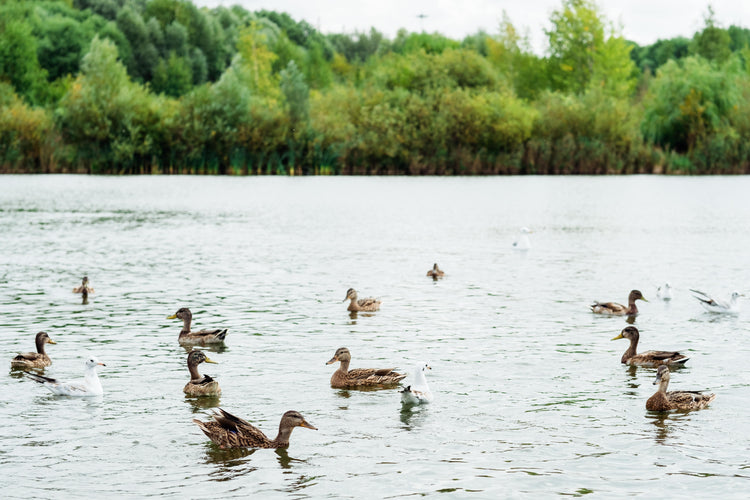 Duck Ponds