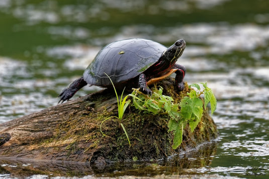 Guide to Feeding Your Pond Turtle 