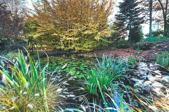 What is a Bog Filter?