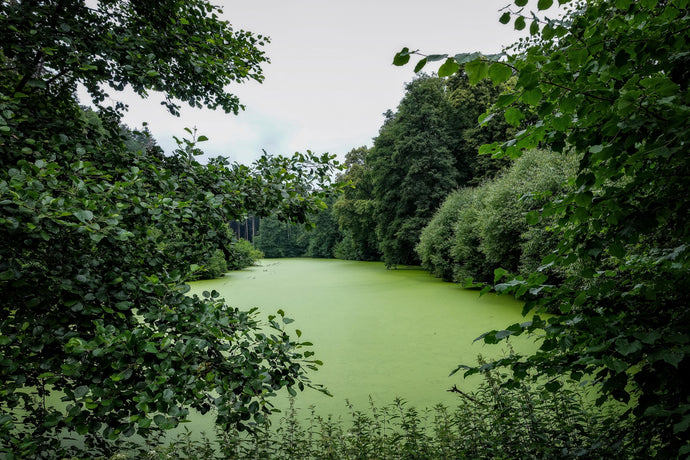 Fish That Eat Algae in Ponds