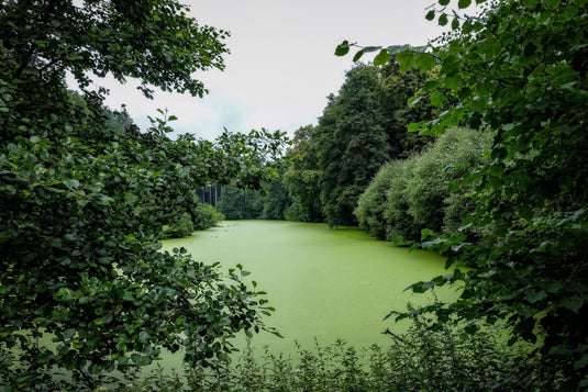 Fish That Eat Algae in Ponds