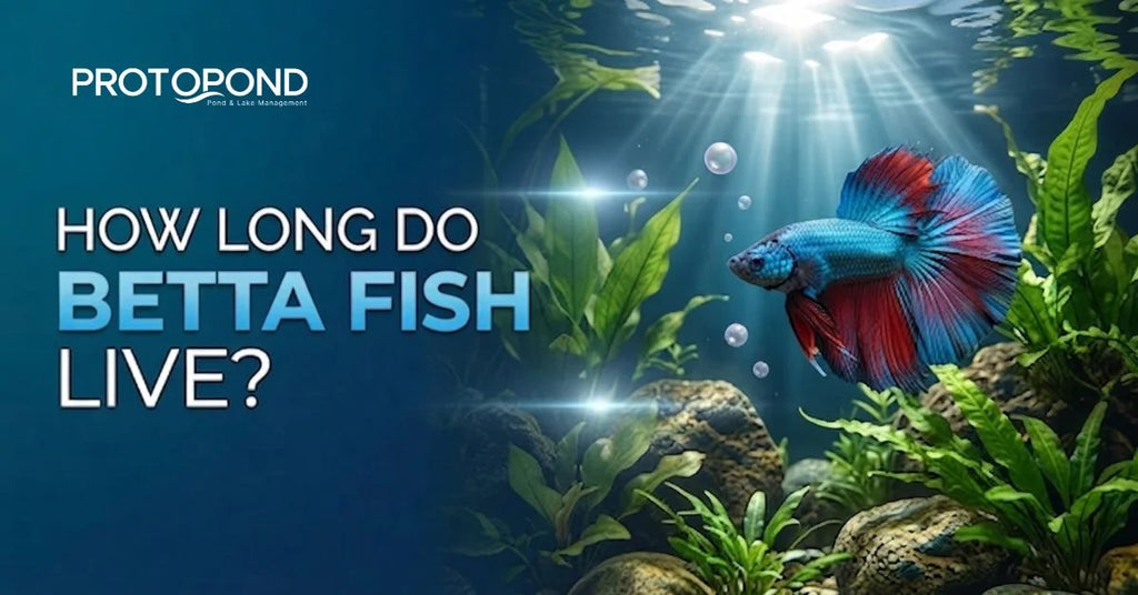 Blue and red betta fish swimming in a planted freshwater aquarium with the text "How Long Do Betta Fish Live?