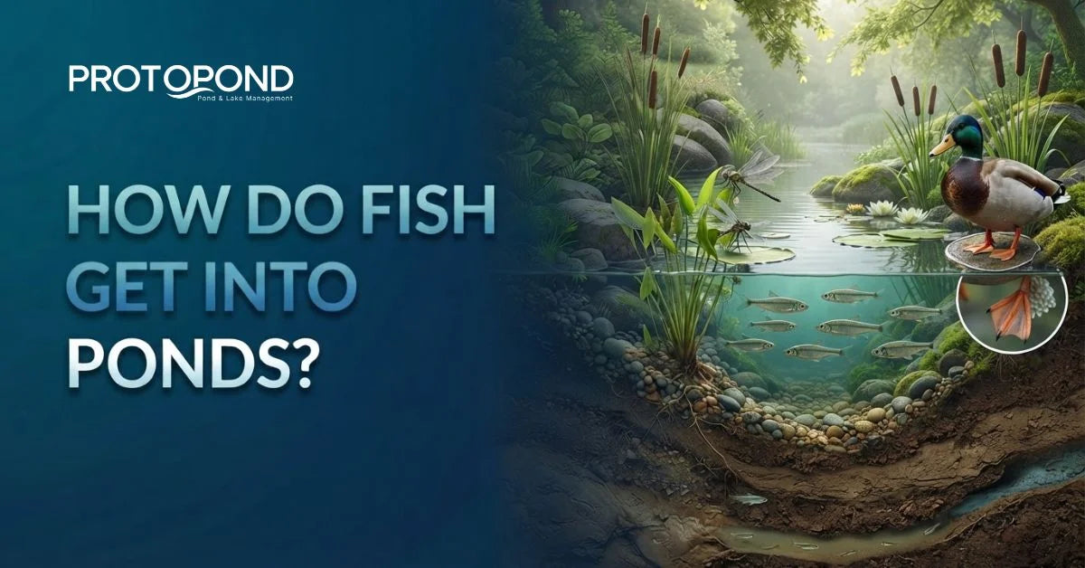 How Do Fish Get Into Ponds