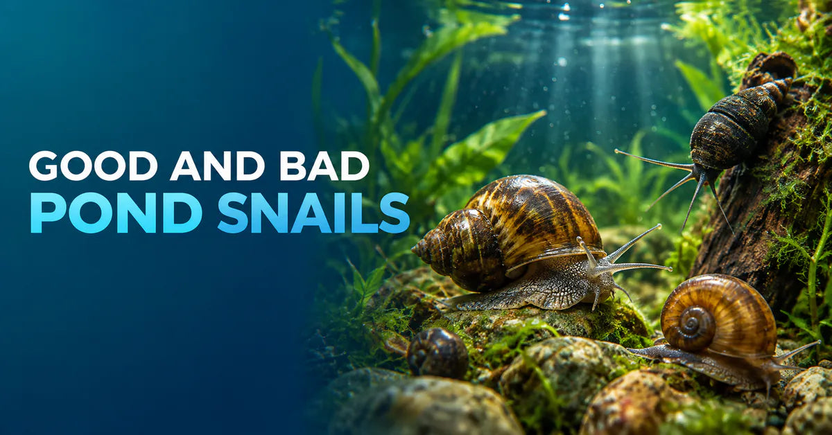 Identifying Good and Bad Pond Snails featured image
