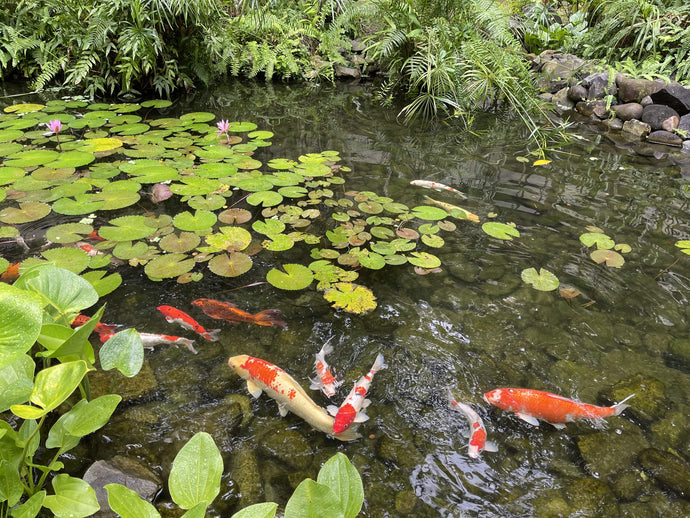 Tips to Maintain your Koi Pond