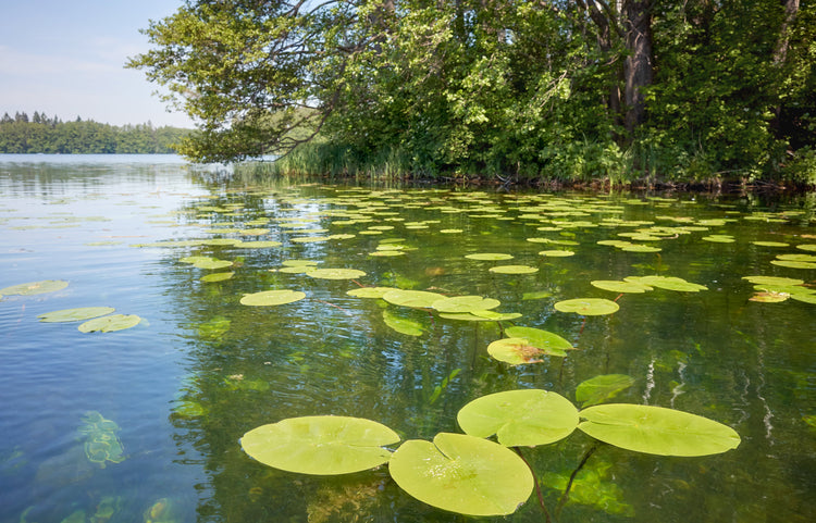 Pond Weed Identification Guide