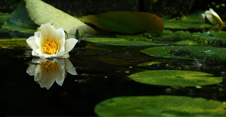  Pond Vacuum 