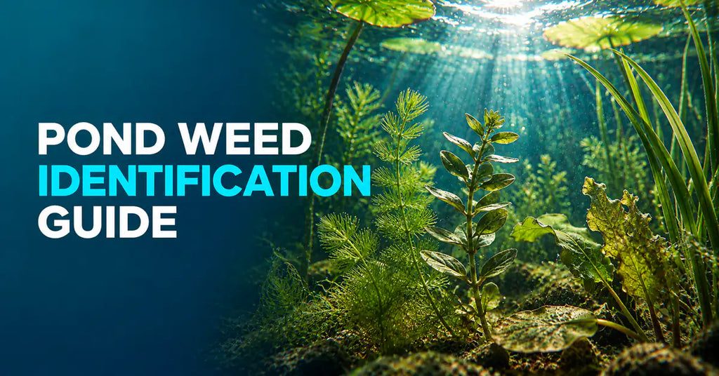 Pond Weed Identification Guide featured image
