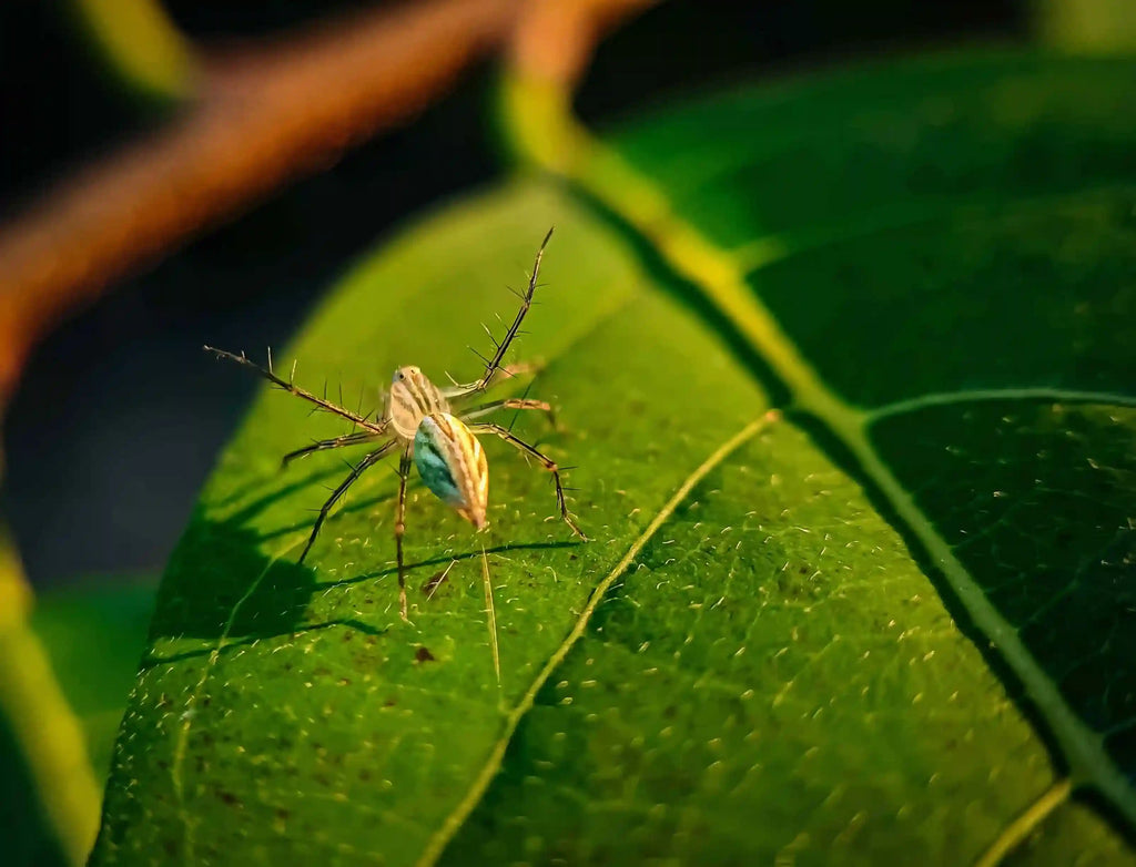 Lake and Pond Mosquito Control