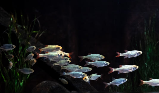 How Long Can a Fish Live Without Food