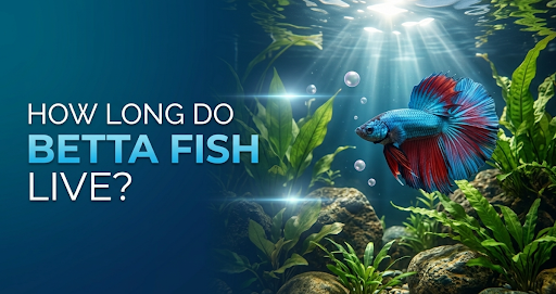 Blue and red betta fish swimming in a planted freshwater aquarium with the text "How Long Do Betta Fish Live?"