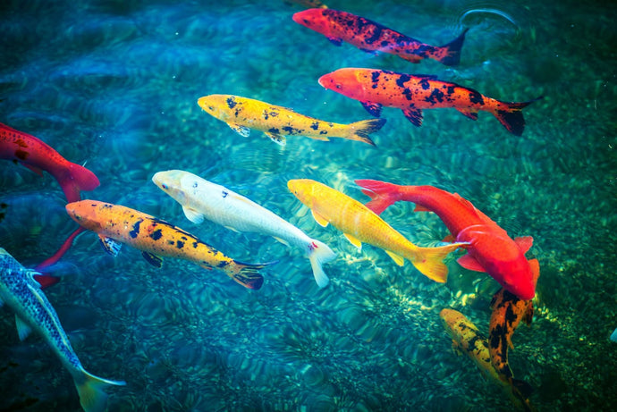 Why Do Koi Have Barbels?