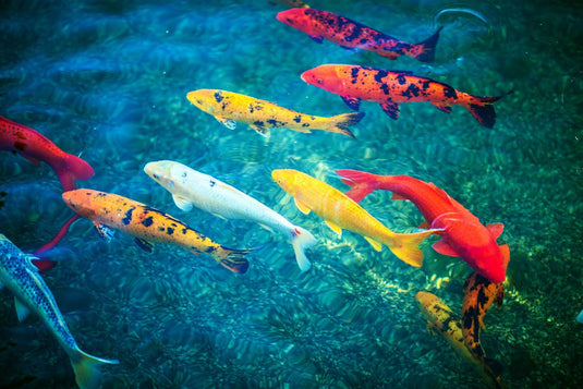 Why Do Koi Have Barbels