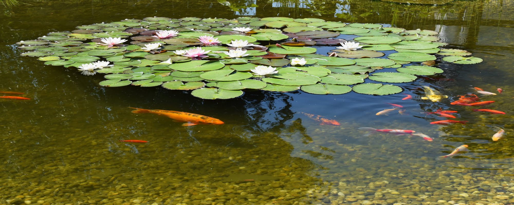 pond with flowers fish